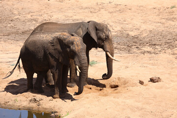Fototapeta premium Afrikanischer Elefant / African elephant / Loxodonta africana