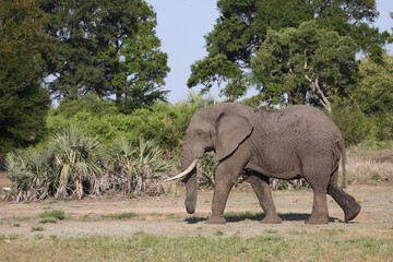 Fototapeta premium Afrikanischer Elefant / African elephant / Loxodonta africana