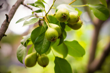 Ripe pear on green tree branch. Harvest under sunshine