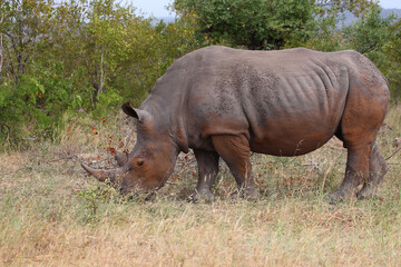 Fototapeta premium Breitmaulnashorn / Square-lipped rhinoceros / Ceratotherium simum
