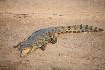 Nilkrokodil / Nile crocodile / Crocodylus niloticus