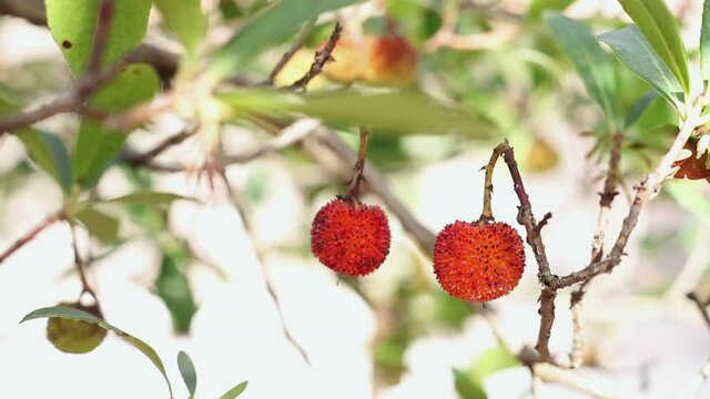 Strawberry tree with red fruits.mov