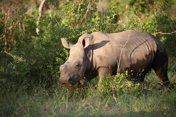 Foto op Plexiglas Breitmaulnashorn / Square-lipped rhinoceros / Ceratotherium Simum. © Ludwig