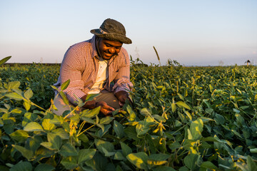 Farmer is standing in his growing soybean field. He is examining progress of plants.
