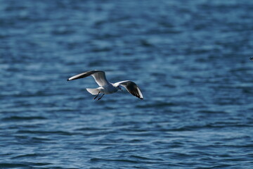 Fototapeta premium black headed gull in flight