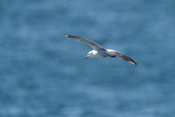 Fototapeta na wymiar black headed gull in flight