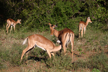 Schwarzfersenantilope / Impala / Aepyceros melampus
