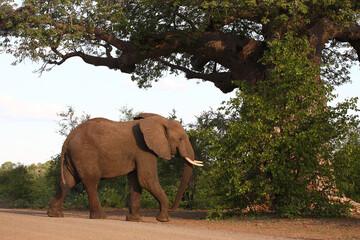 Fototapeta na wymiar Affenbrotbaum und Elefant / Baobab and Elephant / Adansonia digitata et Loxodonta africana