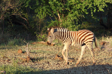 Steppenzebra / Burchell's zebra / Equus burchellii..
