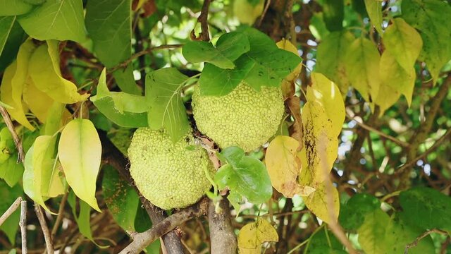 Osage orange tree yellow fruits.mov