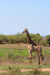 Giraffe / Giraffe / Giraffa camelopardalis