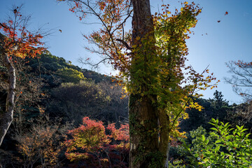 日本の秋・青空と紅葉