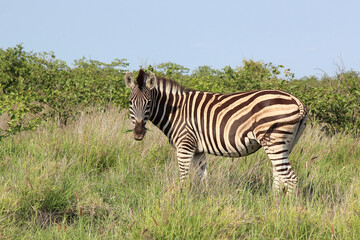 Steppenzebra / Burchell's zebra / Equus burchellii