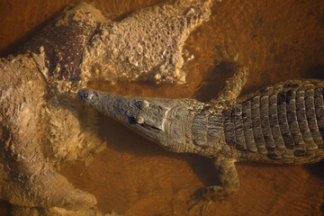 Nilkrokodil / Nile crocodile / Crocodylus niloticus..