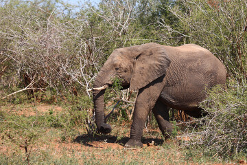 Fototapeta premium Afrikanischer Elefant / African elephant / Loxodonta africana