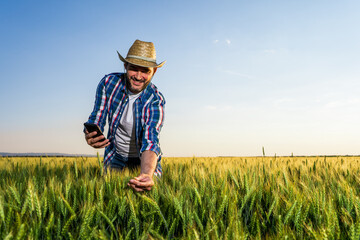 Naklejka na ściany i meble Farmer is standing in his growing wheat field. He is examining crops after successful sowing.