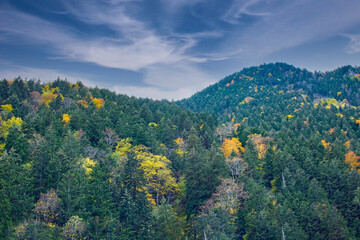 Trabzon altindere national park autumn view. colorful trees.