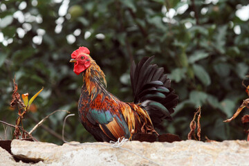 rooster in the farm