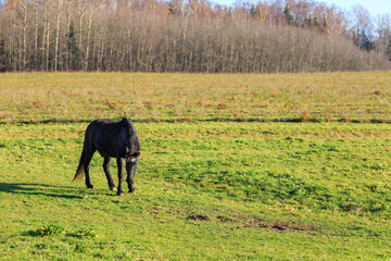 black horse in the meadow eating grass