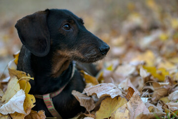 Wire-haired dachshund walking in the forest in autumn.