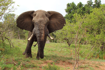 Afrikanischer Elefant / African elephant / Loxodonta africana
