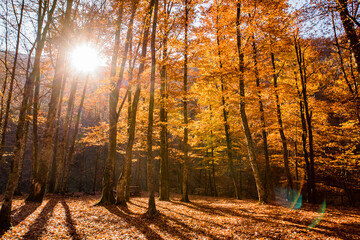 Autumn morning in the forest. The morning sun shines through the yellow leaves of the trees.