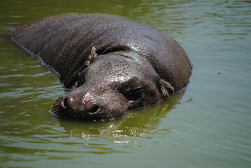 Fototapeta premium Pygmy Hippo 13