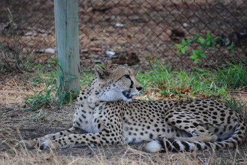 Hungry Cheetah in captivity 1