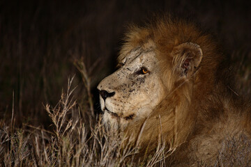 Fototapeta premium Afrikanischer Löwe / African lion / Panthera leo....
