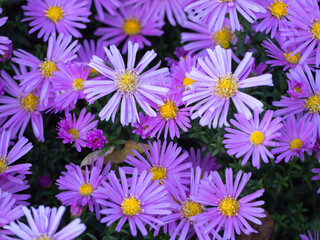 Naklejka na ściany i meble Beautiful background of aster flowers. A bush of autumn flowers in the park in close-up as a background. Beautiful purple lavender blooming in the autumn garden close-up