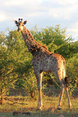 Giraffe / Giraffe / Giraffa camelopardalis.