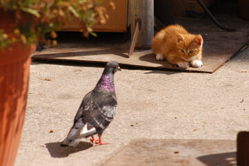 Kitten living in Valletta, Malta