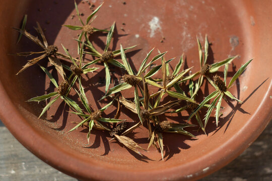 Seed of culantro recao(Eryngium foetidum) is a tropical perennial herb in the family Apiaceae.It is native to Mexico, the Caribbean,Central and South America.
