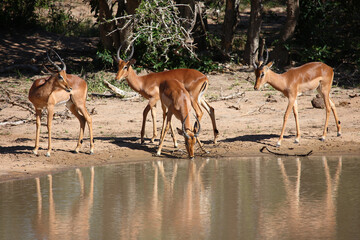 Schwarzfersenantilope / Impala / Aepyceros melampus