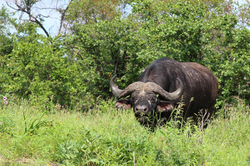 Obraz premium Kaffernbüffel / African buffalo / Syncerus caffer