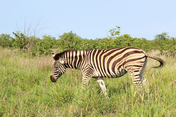 Steppenzebra / Burchell's zebra / Equus burchellii