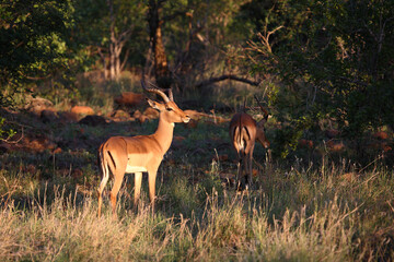 Schwarzfersenantilope / Impala / Aepyceros melampus