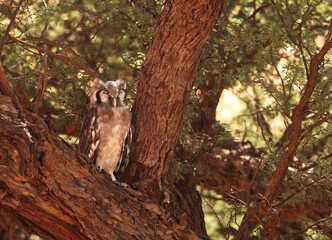 The Verreaux's eagle owl (giant eagle owl) (Bubo lacteus) sitting hiden in old tree. - Powered by Adobe