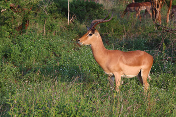 Schwarzfersenantilope / Impala / Aepyceros melampus