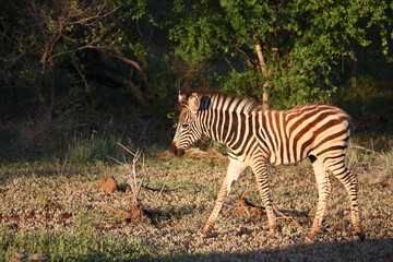 Steppenzebra / Burchell's zebra / Equus burchellii..