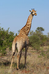 Giraffe / Giraffe / Giraffa camelopardalis