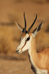 The young impala (Aepyceros melampus) male staying in the green grass in the shade on south africa...