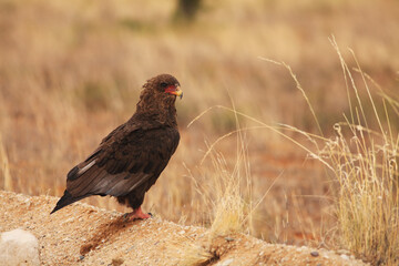 The immature Bateleur (Terathopius ecaudatus) sitting on dry sand.