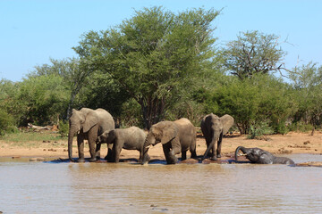 Obraz premium Afrikanischer Elefant / African elephant / Loxodonta africana