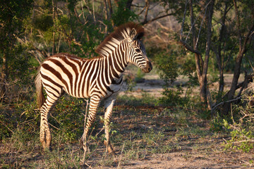 Steppenzebra / Burchell's zebra / Equus burchellii.