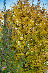 Fotografie von einem Baum im Herbst mit gelben, herabfallenden Bl&auml;ttern.