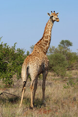 Giraffe / Giraffe / Giraffa camelopardalis