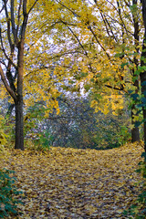 Fotografie von einem Waldweg im Herbst mit gelben, herabfallenden Blättern.