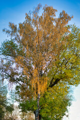 Fototapeta premium Fotografie von einem Baum im Herbst mit gelben, herabfallenden Blättern.