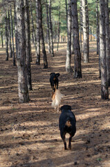 Three dogs are running along an empty path in the woods. Two Rottweilers and red mixed breed dog. A...